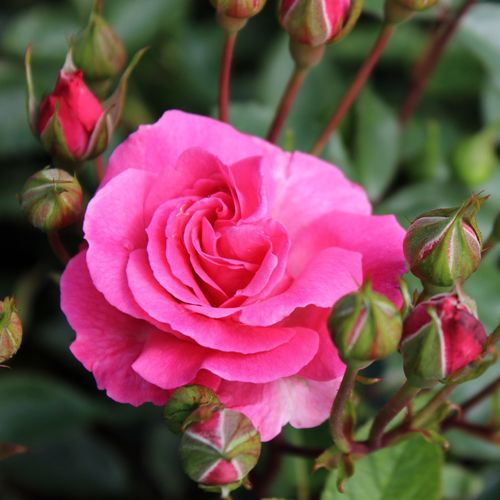 Rosa Tom Tom™ - rosa - Árbol de Rosas Floribunda - rosal de pie alto- forma de corona tupida